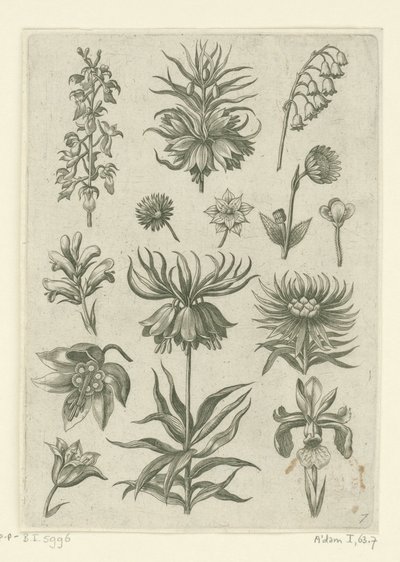 Kaiserkronen, Orchideen und Maiglöckchen von Adriaen Collaert