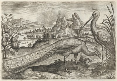 Pfau und Storch von Adriaen Collaert