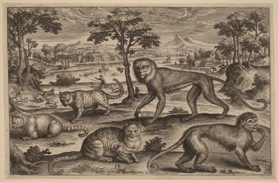 Drei Katzen und zwei Affen von Adriaen Collaert
