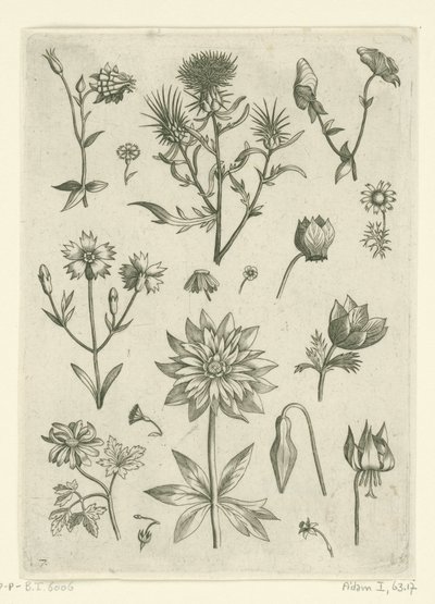 Verschiedene Blumen, darunter Akelei und Alpenveilchen von Adriaen Collaert