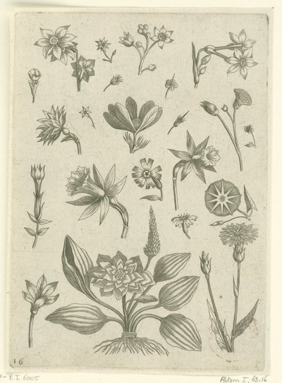 Verschiedene Blumen, darunter Trompetennarzissen von Adriaen Collaert