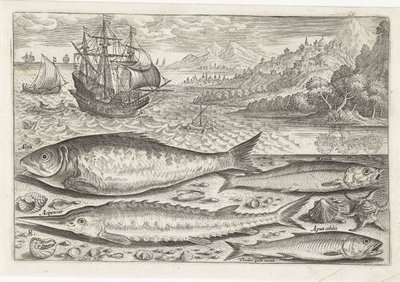 Vier vissen auf dem Strand von Adriaen Collaert