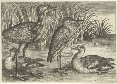 Vier Watvögel am Ufer von Adriaen Collaert
