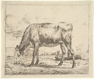 Weidendes Kalb, aus Verschiedene Tiere, 1658 von Adriaen van de Velde