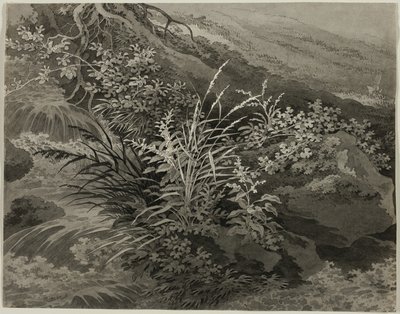 Ecke der Wiese mit Schilf und anderen Pflanzen von Adrian Zingg