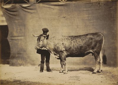 Vache Garonnaise, 5 bis 6 Jahre alt, 1856 von Adrien Alban Tournachon