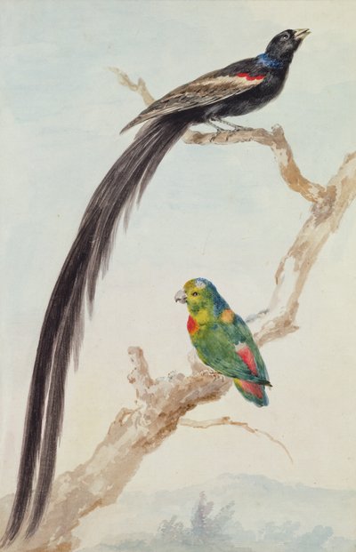 Ein Langschwanzwitwe und ein blau gekrönter Hängepapagei, 1783 von Aert Schouman