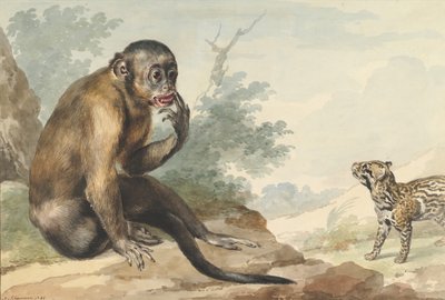 Ein Affe sitzt auf einem Felsen und schaut auf eine Zibetkatze, 1764 von Aert Schouman