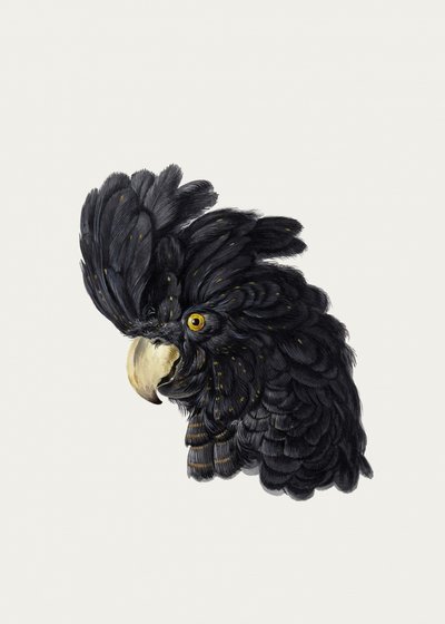 Kopf eines Kakadus von Aert Schouman