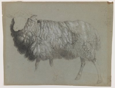 Studie eines Mutterschafs, ca. 1855 von Albert Bierstadt