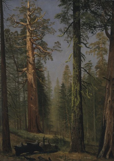 Der Grizzly Giant Sequoia, Mariposa Grove, Kalifornien von Albert Bierstadt