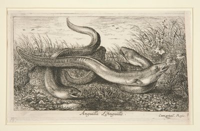 Anguilla. L von Albert Flamen