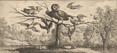 Monedula, Chouette Die Eule: Livre d