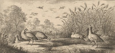 Perdix rubra, Perdix rouge Die Rothuhn: Livre d