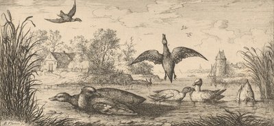 Querquedula, Cercelle Die Krickente: Livre d