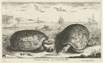 Zwei Schildkröten am Strand von Albert Flamen
