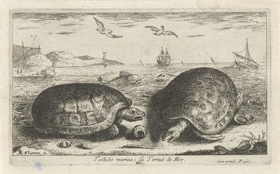 Zwei Schildkröten am Strand von Albert Flamen