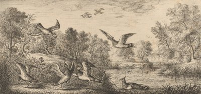 Vanellus, Vanneau Der Kiebitz: Livre d