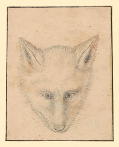 Fuchskopf, von vorn von Albrecht Dürer