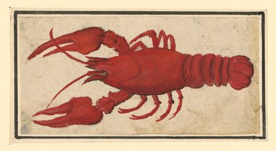Gekochter Krebs, nach links von Albrecht Dürer