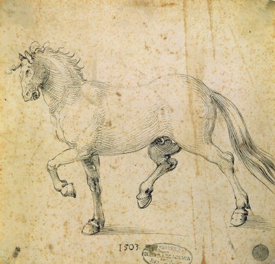 Pferd, 1503 von Albrecht Dürer