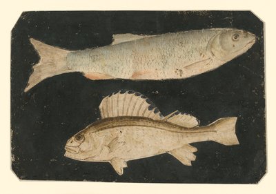  von Albrecht Dürer