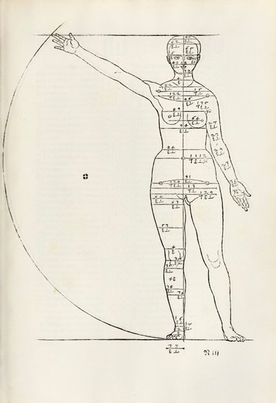 Weiblicher anatomischer Holzschnitt aus 