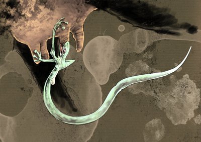 Fantastische Monster und Kreaturen, Kryptozoologie: Darstellung eines Tatzelwurms (oder Wurm mit Pfoten oder Arassas) von Alessandro Lonati