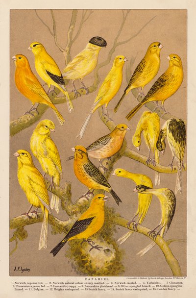 Kanarienvögel (Chromolithografie) von Alexander Francis (after) Lydon