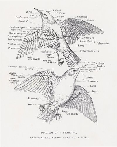 Diagramm eines Stars, das die Terminologie eines Vogels definiert von Alexander Francis Lydon