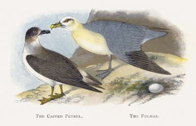 Der Kappensturmtaucher, Der Eissturmvogel von Alexander Francis Lydon