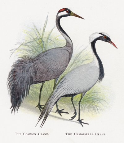 Der Kranich, Der Jungfernkranich von Alexander Francis Lydon