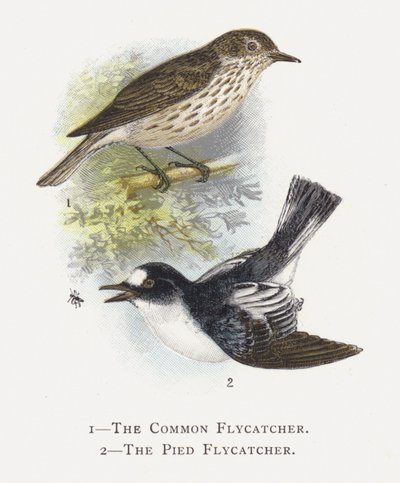 Der Grauschnäpper, Der Trauerschnäpper von Alexander Francis Lydon