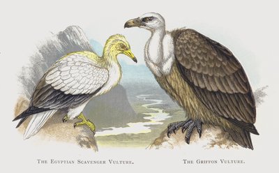 Der Schmutzgeier, Der Gänsegeier von Alexander Francis Lydon