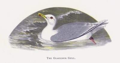 Die Eismöwe von Alexander Francis Lydon