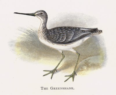 Der Grünschenkel von Alexander Francis Lydon