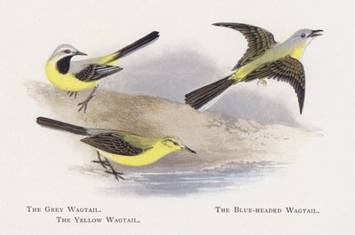 Die Graue Bachstelze, Die Blaue Bachstelze, Die Gelbe Bachstelze von Alexander Francis Lydon