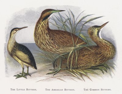 Die Zwergdommel, Die Amerikanische Rohrdommel, Die Rohrdommel von Alexander Francis Lydon