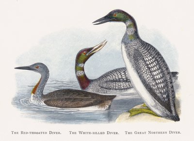 Der Sterntaucher, Der Gelbschnabeltaucher, Der Eistaucher von Alexander Francis Lydon