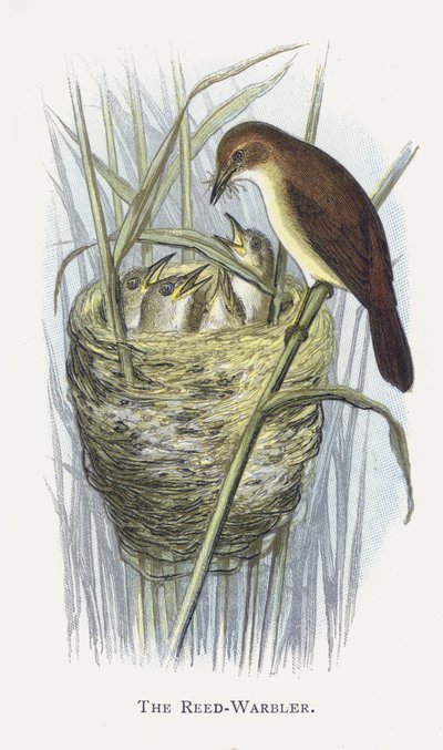 Der Teichrohrsänger von Alexander Francis Lydon