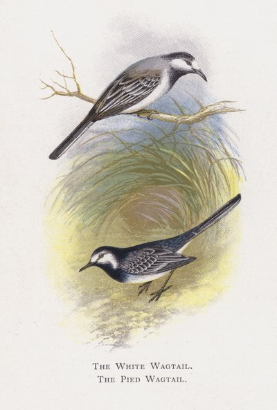 Die Bachstelze, Die Gebirgsstelze von Alexander Francis Lydon