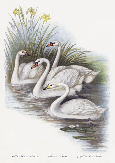 Der Singschwan, Der Zwergschwan, Der Höckerschwan von Alexander Francis Lydon