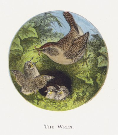 Der Zaunkönig von Alexander Francis Lydon