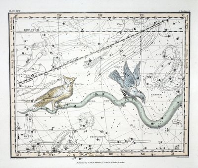 Die Sternbilder (Platte XXVII) Hydra Continua, Crater, Covus, Centaurus et Lupus, aus 