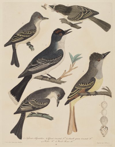 Fünf Vögel mit ihren Eiern und einem Insekt, veröffentlicht 1808-1814 von Alexander Lawson