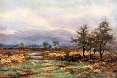  von Alexander Williams