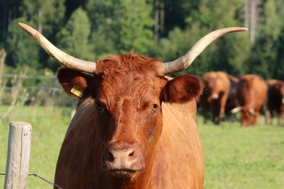 Tierisches Model von Alexandra Joseph