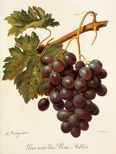 Abbes-Traube von Alexis Kreyder