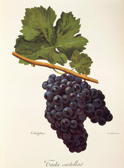 Tinta Castellao-Traube von A. Kreyder von Alexis Kreyder
