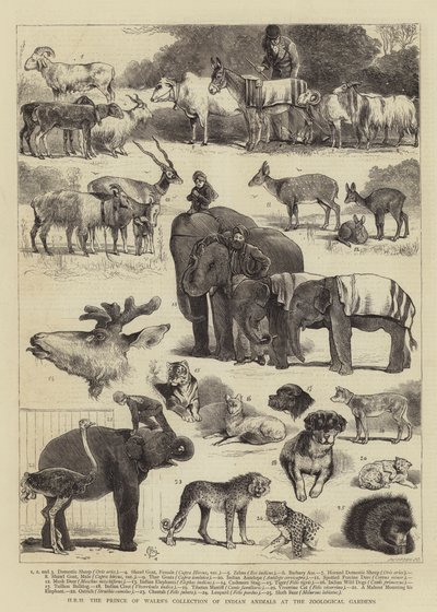 Sammlung indischer Tiere des Prinzen von Wales im Zoologischen Garten von Alfred Chantrey Corbould